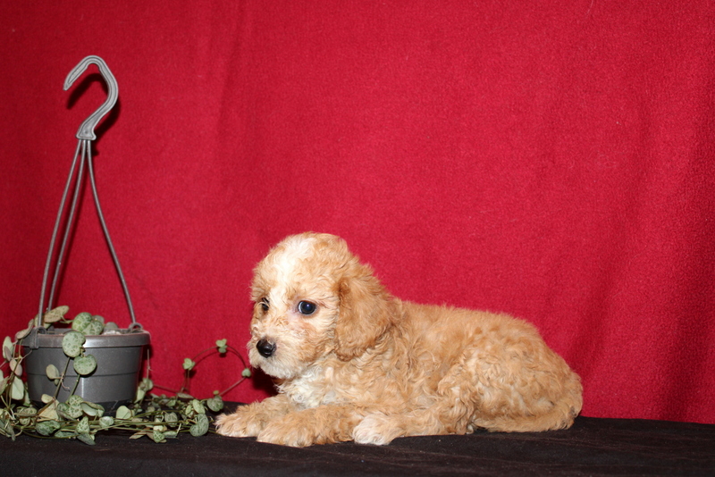 puppy, for, sale, Mini Golden Doodle F1B, Matthew B. Stoltzfus, dog, breeder, Gap, PA, dog-breeder, puppy-for-sale, forsale, nearby, find, puppyfind, locator, puppylocator, aca